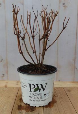 Hortensia Annable Roze - Warentuin natuurlijk