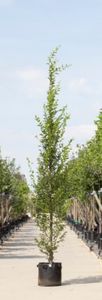 Zuil haagbeuk laagstam Carpinus betulus Fastigiata h 450 cm st. h 30 cm - Warentuin Natuurlijk
