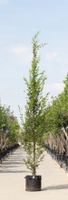 Zuil haagbeuk laagstam Carpinus betulus Fastigiata h 450 cm st. h 30 cm - Warentuin Natuurlijk - thumbnail