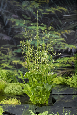 Amerikaanse Waterweegbree / Alisma Parviflora