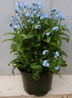 3 stuks! Vergeet-mij-nietje blauw Warentuin Natuurlijk - Warentuin natuurlijk