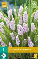 Muscari Pink Sunrise - Jub