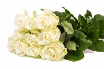 Avalanche+ - Witte rozen - 24 stuks Avalanche+ - Witte rozen - 24 stuks