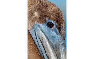 Goossens Schilderij Pelican Wildlife, 148 x 98 cm