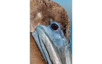 Goossens Schilderij Pelican Wildlife, 148 x 98 cm