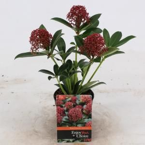 Skimmia (Skimmia Japonica “Pink Dwarf”®) heester - 10-15 cm (P9) - 18 stuks