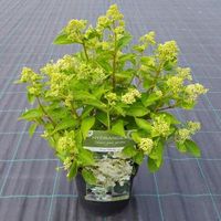 Hydrangea Paniculata "Prim White"® pluimhortensia - thumbnail