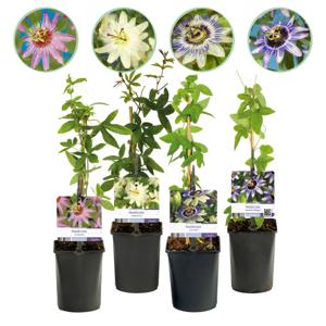 Green boutiQ - Passiebloem - Passiflora Rainbow - Bloem Roze Wit Paars Groen - Weinig onderhoud - 4 planten - Pot 11cm Hoogte 40cm