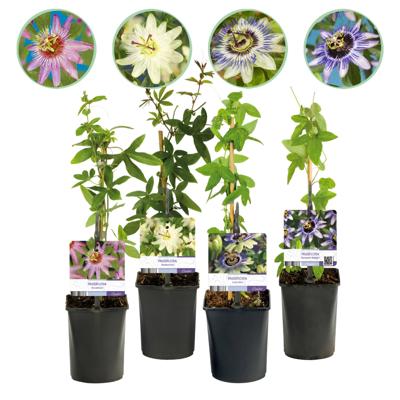 Green boutiQ - Passiebloem - Passiflora Rainbow - Bloem Roze Wit Paars Groen - Weinig onderhoud - 4 planten - Pot 11cm Hoogte 40cm