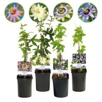 Green boutiQ - Passiebloem - Passiflora Rainbow - Bloem Roze Wit Paars Groen - Weinig onderhoud - 4 planten - Pot 11cm Hoogte 40cm