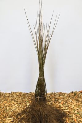 Haagliguster