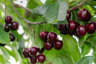 Halfstam dikke Kersenboom &apos;Regina&apos;