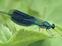 Libelle 70x50cm Tuinschilderij - Customize it