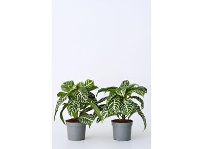 2 Aphelandra Zebra planten