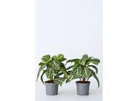 2 Aphelandra Zebra planten