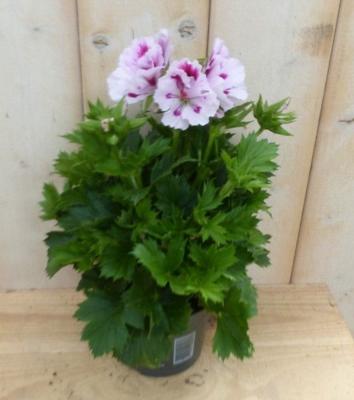 2 stuks! Franse Geranium tweekleurig wit Pelargonium Warentuin Natuurlijk - Warentuin natuurlijk