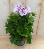 2 stuks! Franse Geranium tweekleurig wit Pelargonium Warentuin Natuurlijk - Warentuin natuurlijk