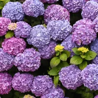Anna&apos;s Collection tuinschilderij hortensia 78x78cm multi