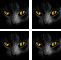 Zwarte kat halloween onderzetter