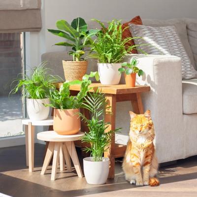 Katvriendelijke Plantenvoordeelbox (6 stuks) Katvriendelijke Plantenvoordeelbox (6 stuks)