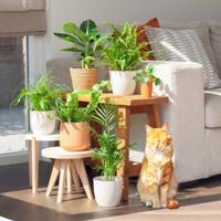 Katvriendelijke Plantenvoordeelbox (6 stuks)