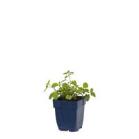 Nepeta faassenii vaste plant Griffioen - Griffioen