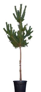 Grove Den Pinus sylvestris 237,5 cm - Warentuin Natuurlijk