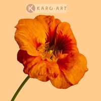 Karo-art Schilderij - Oranje klaproos op gele achtergrond , 3 maten , Wanddecoratie, Premium print