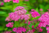 Spierstruik spirea - thumbnail