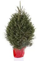 Kerstboom Picea Abies in pot 100-125cm