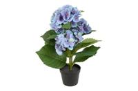 Decostar Hydrangea macrophylla plant 37 cm blauw