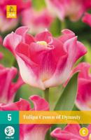 Tulp crown of dynasty 5 bollen