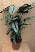 Calathea Whitestar Pauwenplant wit blad 60 cm kamerplant Warentuin Natuurlijk - Warentuin natuurlijk