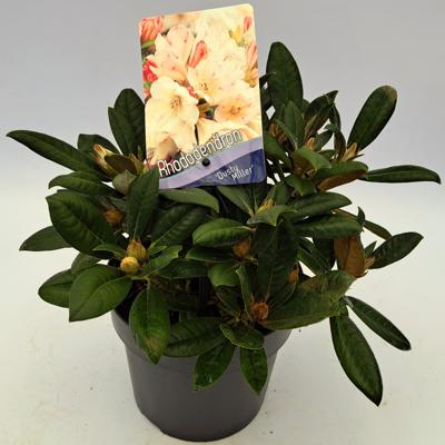 Dwergrhododendron