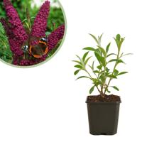 Buddleja davidii &apos;Royal Red&apos; - Vlinderstruik - P9