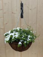 Hanging basket zomerbloeiers wit h25 cm Warentuin Natuurlijk - Warentuin natuurlijk