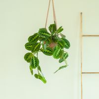 Maranta Lemon Lime - P14