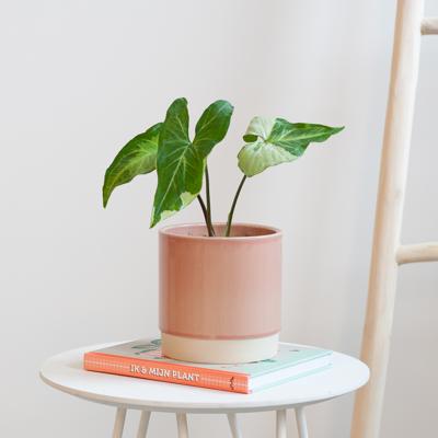 Syngonium Three Kings - P12