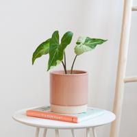 Syngonium Three Kings - P12