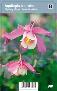 V.I.P.S. Aquilegia caerulea ''Spring Magic Rose &amp; White'' - Akelei P9