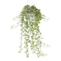 Hedera helix white wonder (variegata) - P 17 cm