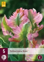 X 5 Tulipa Green Wave