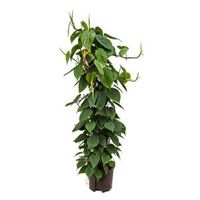 Philodendron scandens 120 hydrocultuur plant - thumbnail
