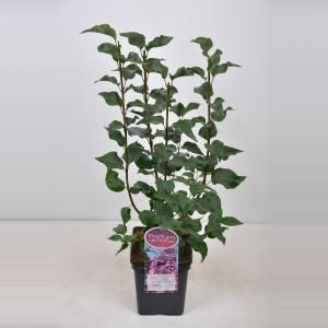 Sering (syringa vulgaris hyacinthflora "Esther Staley") - 50-70 cm - 1 stuks