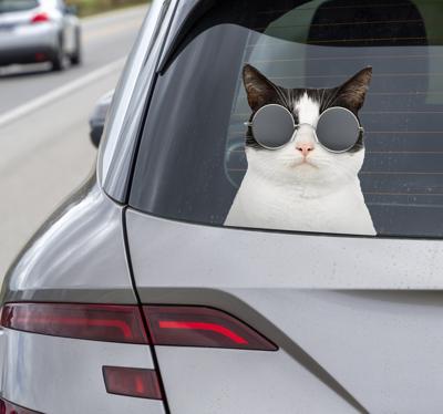 Kat met zonnebril autosticker