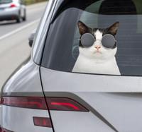 Kat met zonnebril autosticker