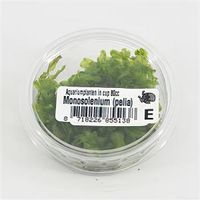 Monosolenium pelia mos - 3 stuks - aquarium plant - thumbnail