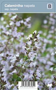 Vips Calamintha nepeta ssp. nepeta - Steentijm