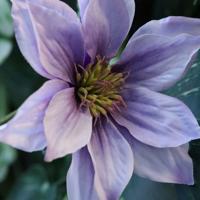 Kunst Clematis Tak 113cm Paars