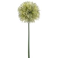 Allium